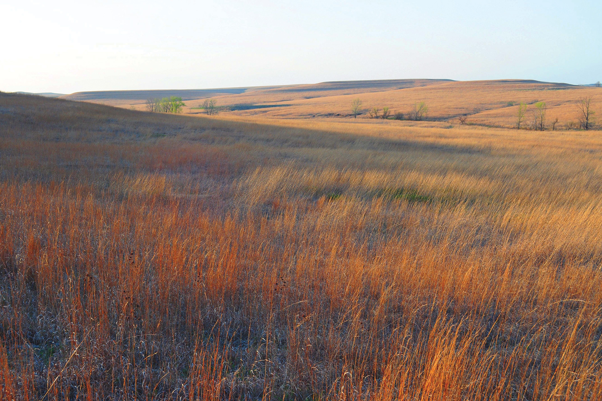 Prairiewood's Willis Prairie